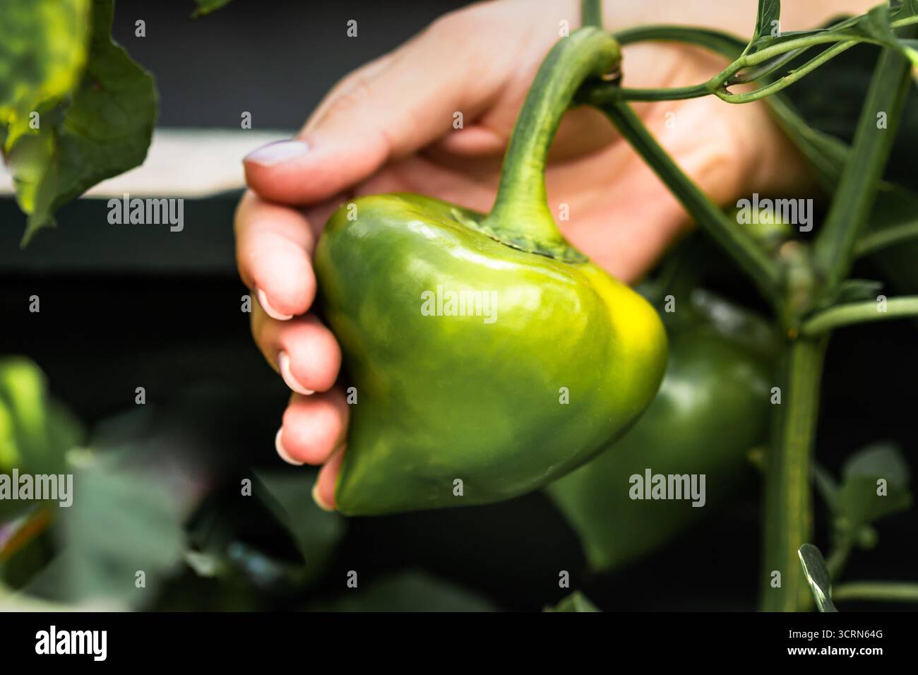 Menschliche Hände halten frischen grünen Pfeffer, der auf Bio-Bauernhof-Gartenbett wächst Stockfoto