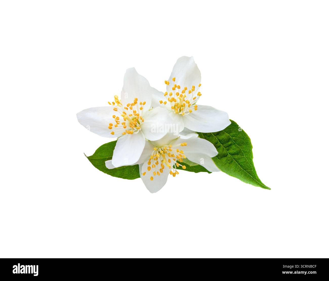 Jasmin Blüten mit Blättern isoliert auf weißem Hintergrund Stockfoto