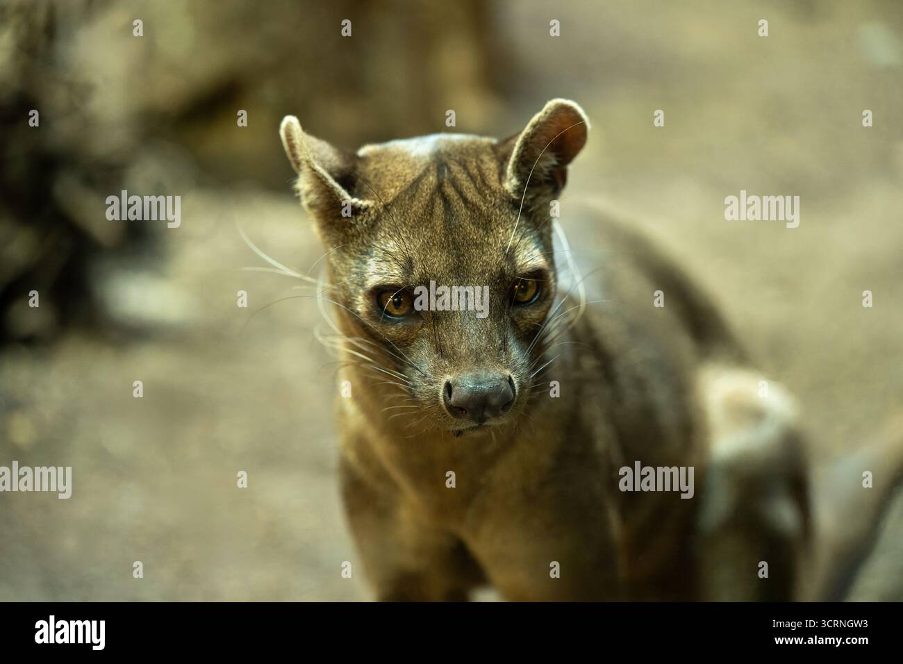 Fossa (Cryptoprocta ferox), ein katzenähnliches fleischfressendes Säugetier, das in Madagaskar endemisch ist Stockfoto