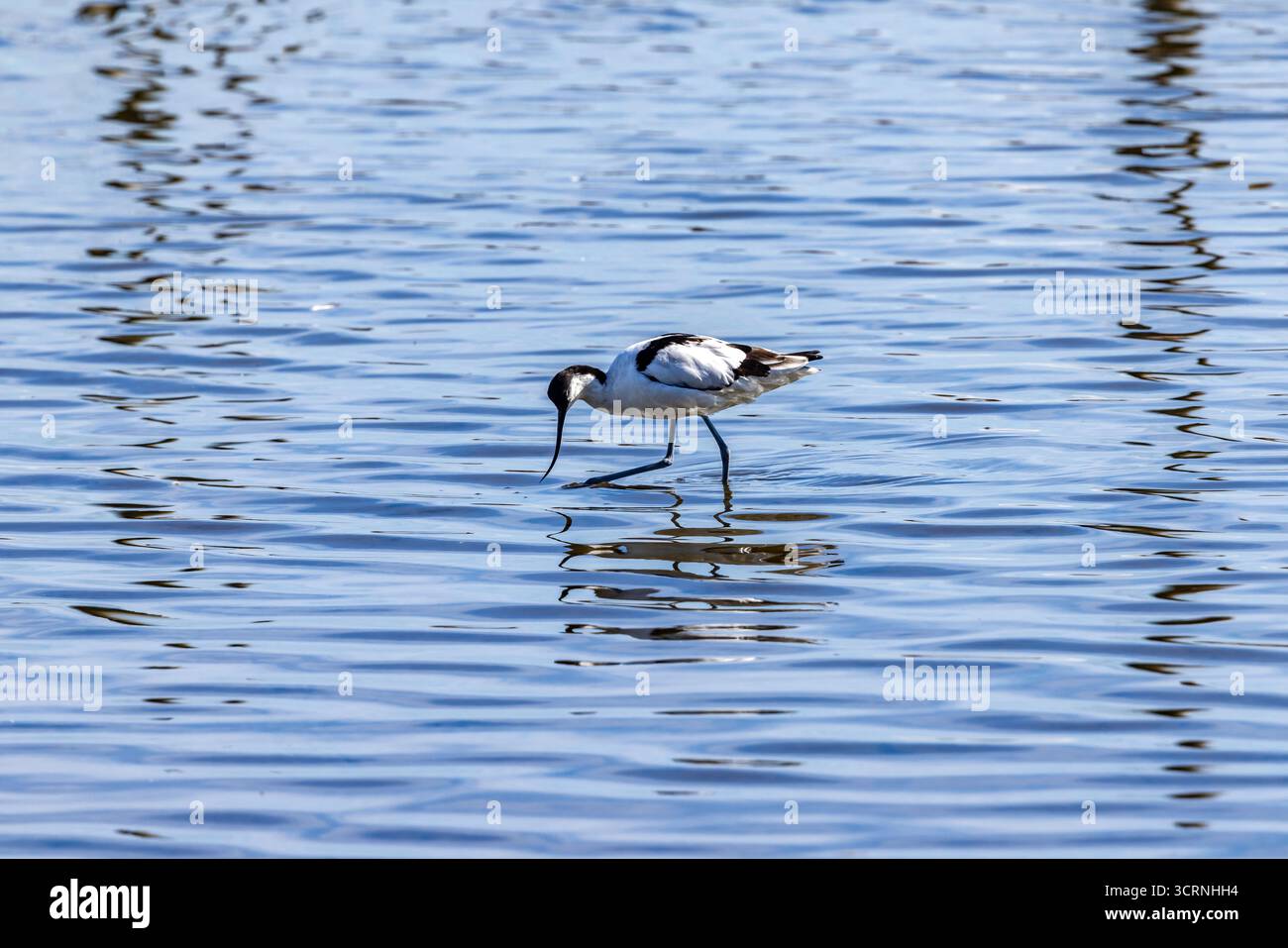 Ein Rattenavocet mit markantem Schnabel und Gefieder, in flachem Wasser in der Sonne Stockfoto
