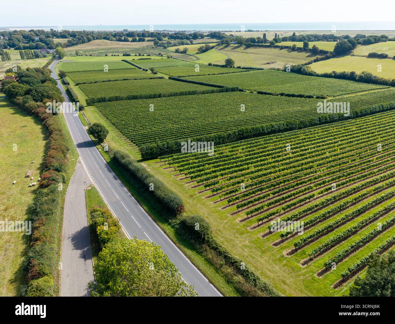 Aus der Vogelperspektive der Weinberge in der Nähe von Winchelsea mit Reihen von Weinreben in East Sussex, England Stockfoto