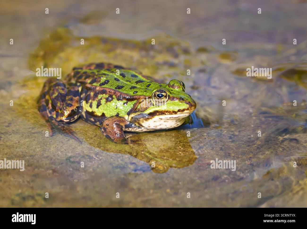 Wasserfrosch (Pelophylax esculentus, Rana esculenta), der im Flachwasser sitzt Stockfoto