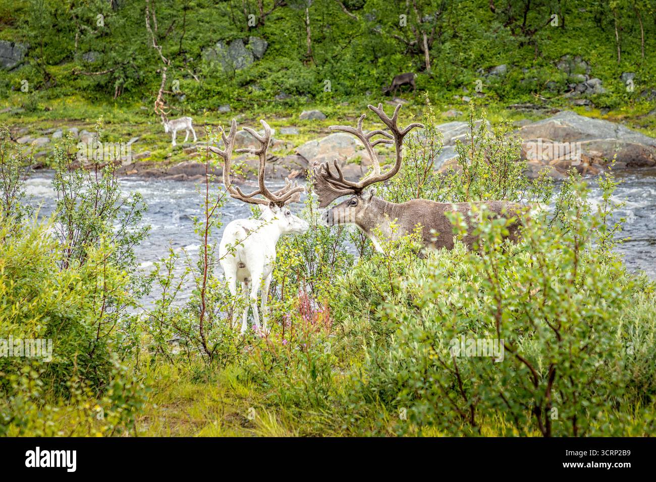 Ein braunes und ein weißes Rentier in der Nähe eines Flusses in Norwegen Stockfoto