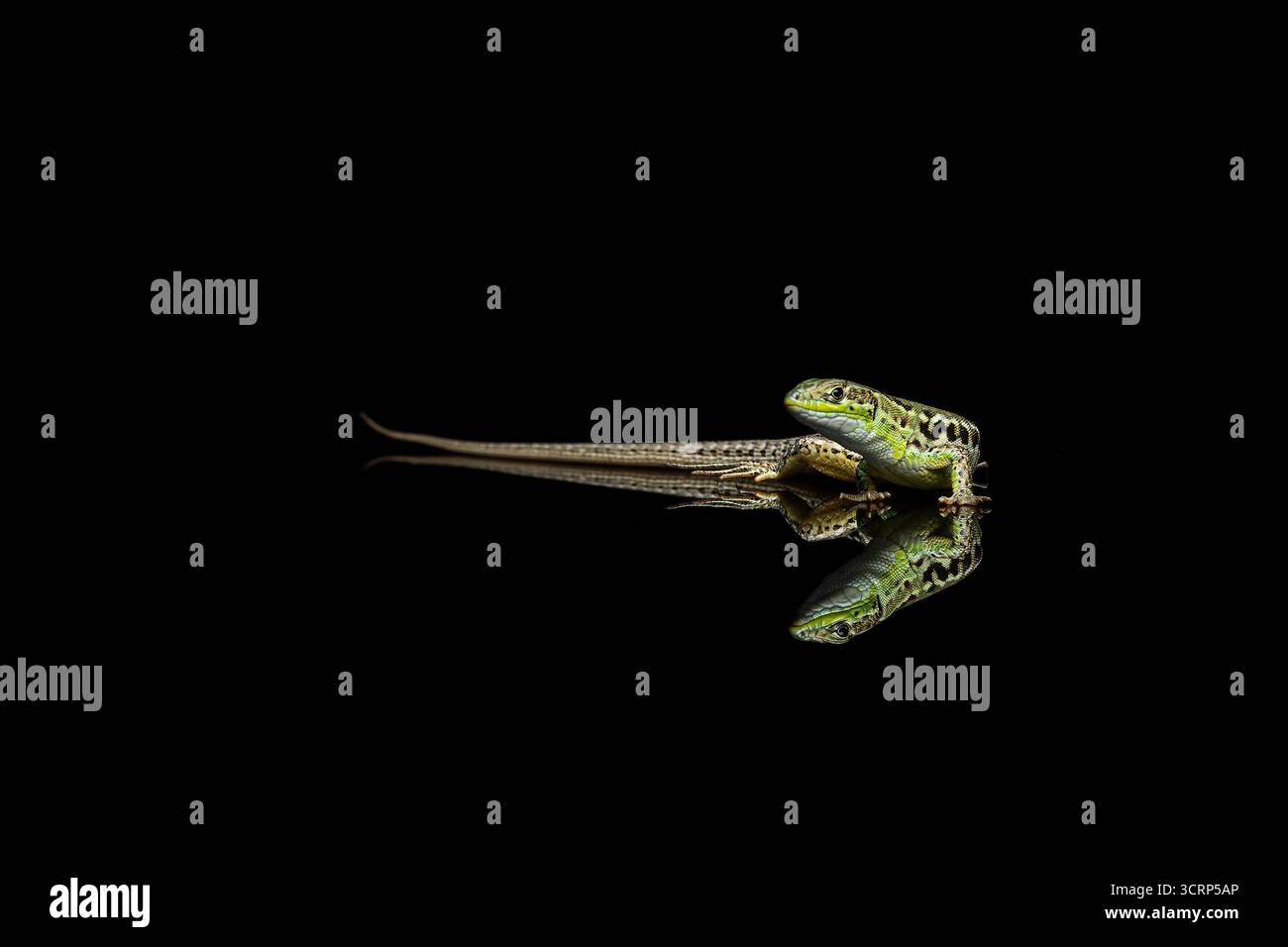 Balkan Mauereidechse Stockfoto