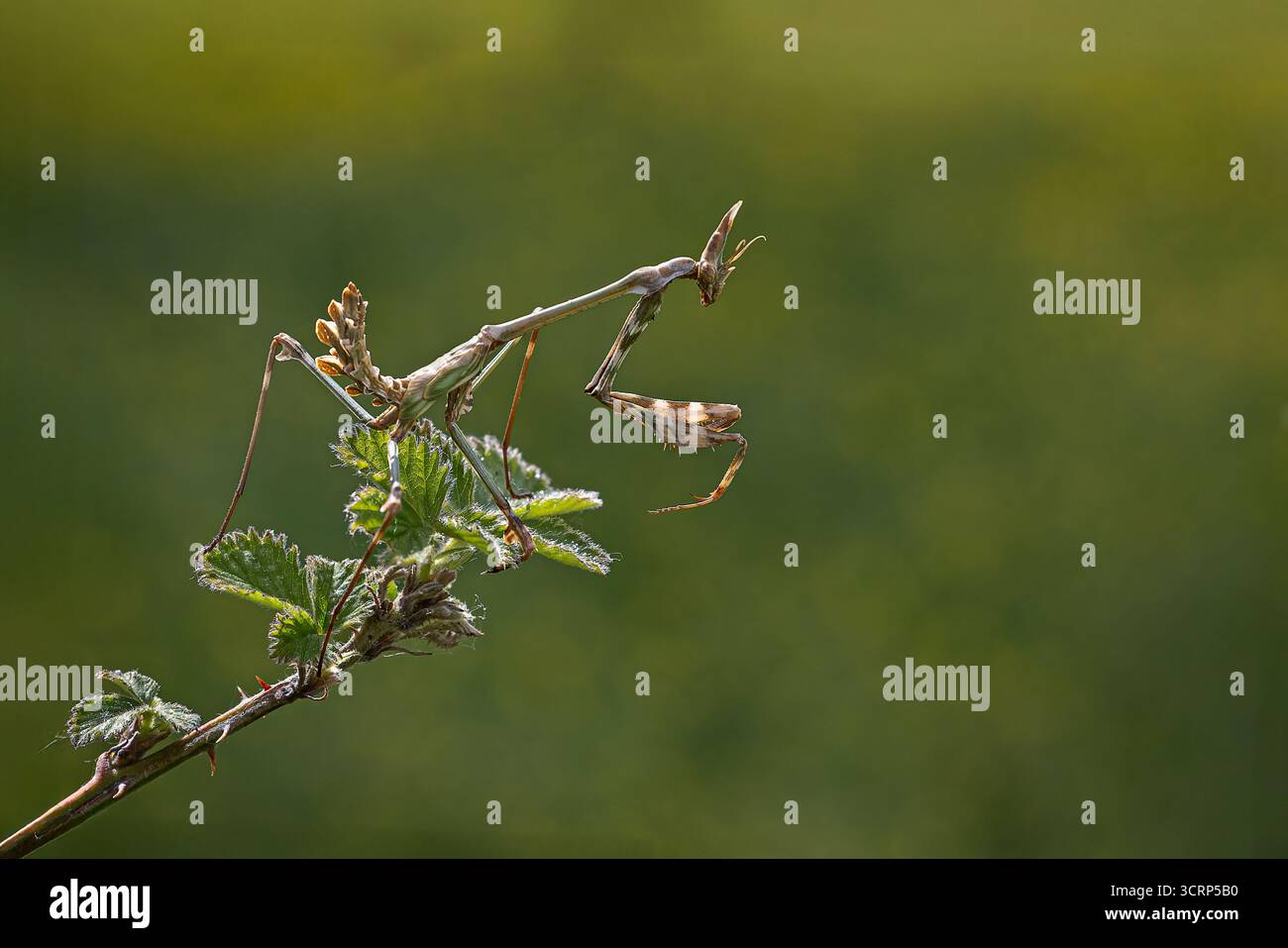 Mantis Stockfoto