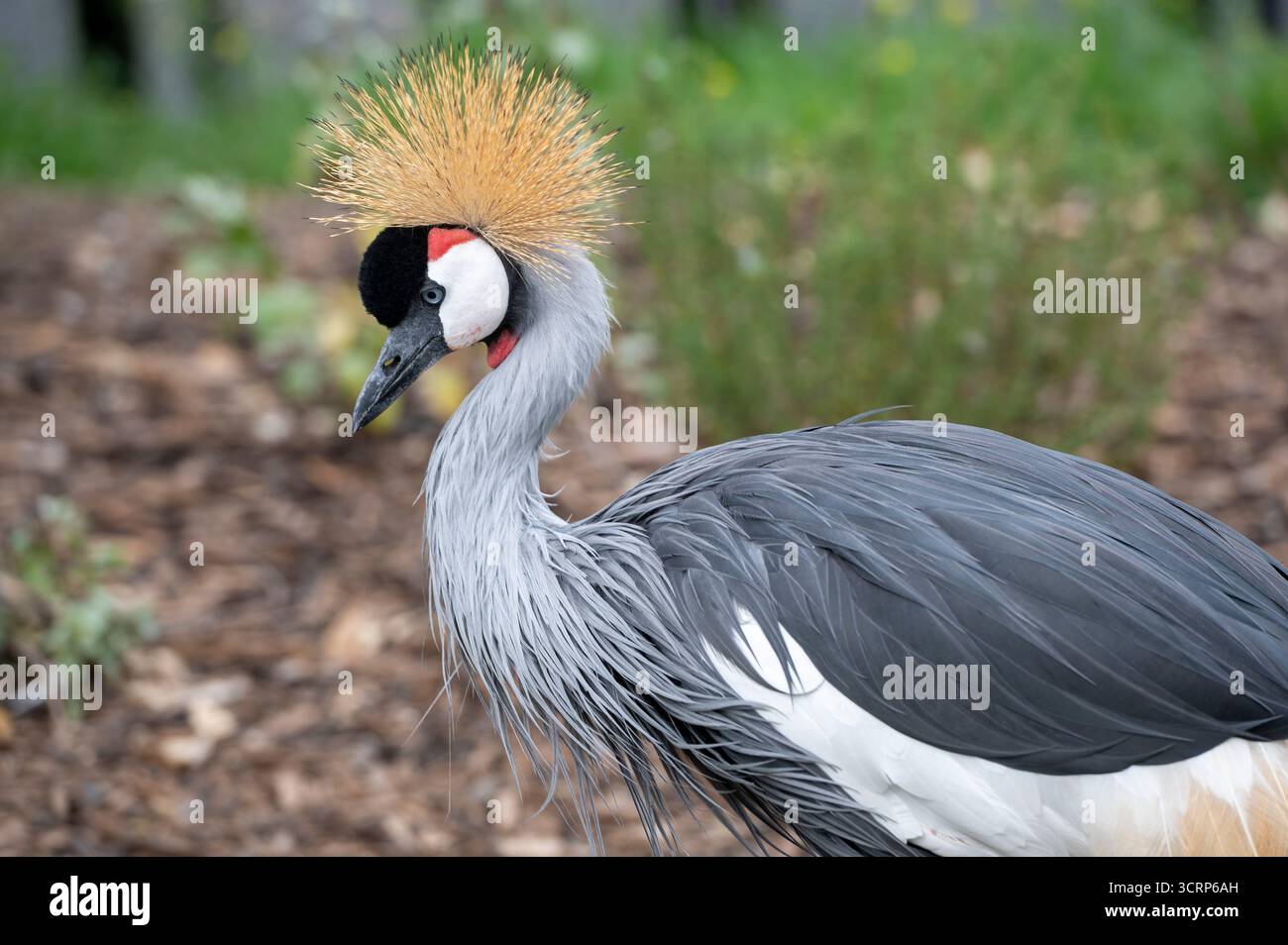 Graukräne (Balearica regulorum), (Gefangener Vogel) - kritisch bedrohte Tierarten, Calgary Zoo, Calgary, Alberta, Kanada Stockfoto