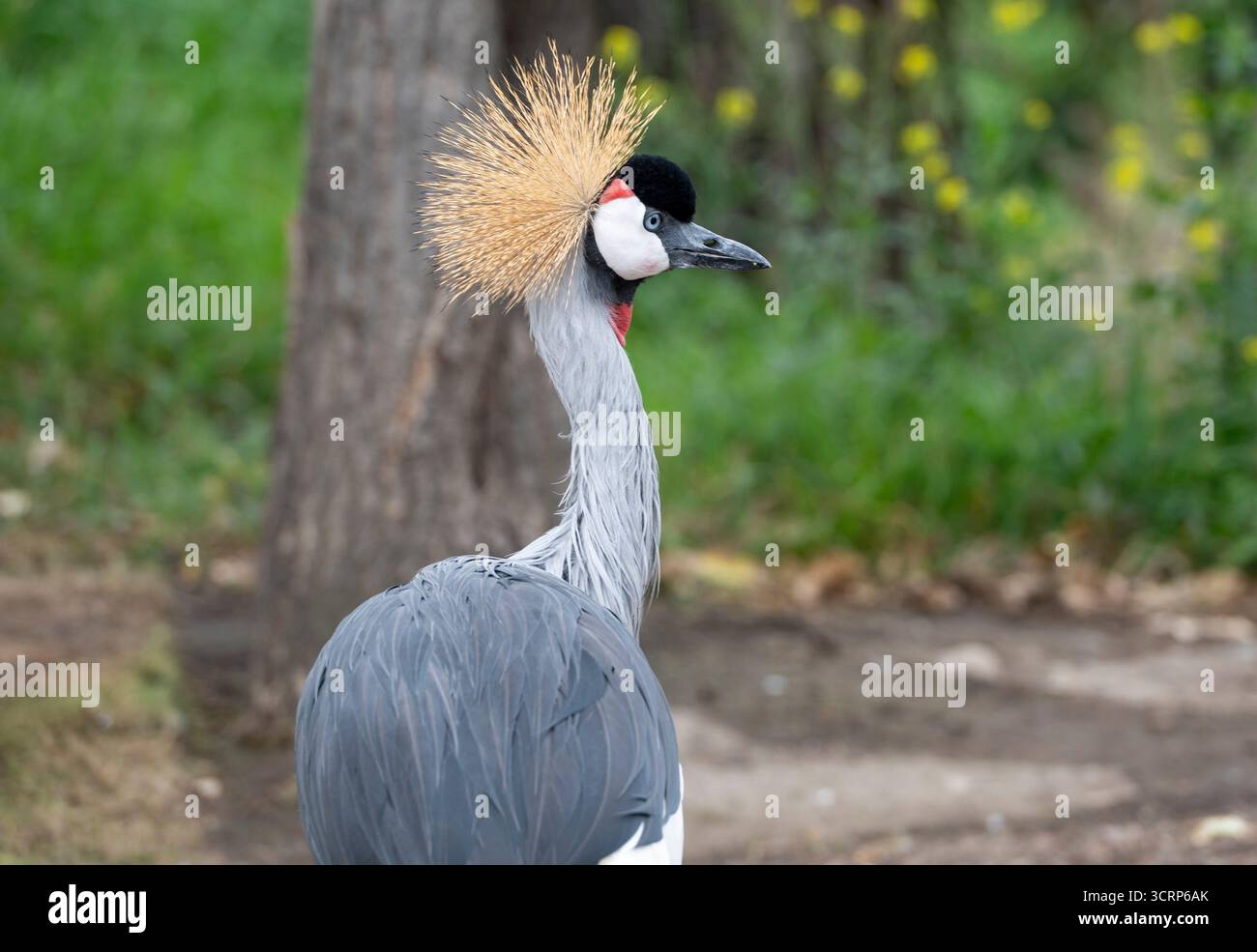Graukräne (Balearica regulorum), (Gefangener Vogel) - kritisch bedrohte Tierarten, Calgary Zoo, Calgary, Alberta, Kanada Stockfoto
