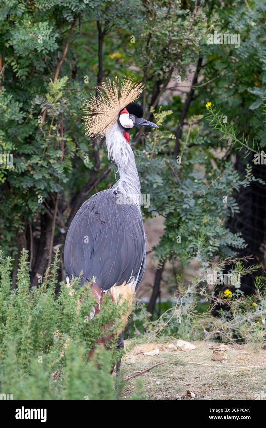 Graukräne (Balearica regulorum), (Gefangener Vogel) - kritisch bedrohte Tierarten, Calgary Zoo, Calgary, Alberta, Kanada Stockfoto
