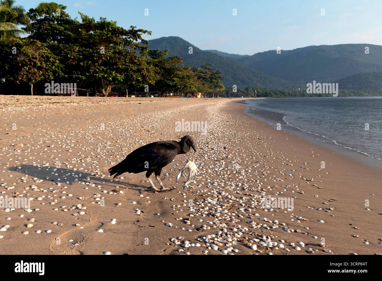 Amerikanischer Schwarzgeier, Urubu oder C. a. brasiliensis, der Krabbenkadaver am Strand trägt, der mit Muscheln bedeckt ist Stockfoto