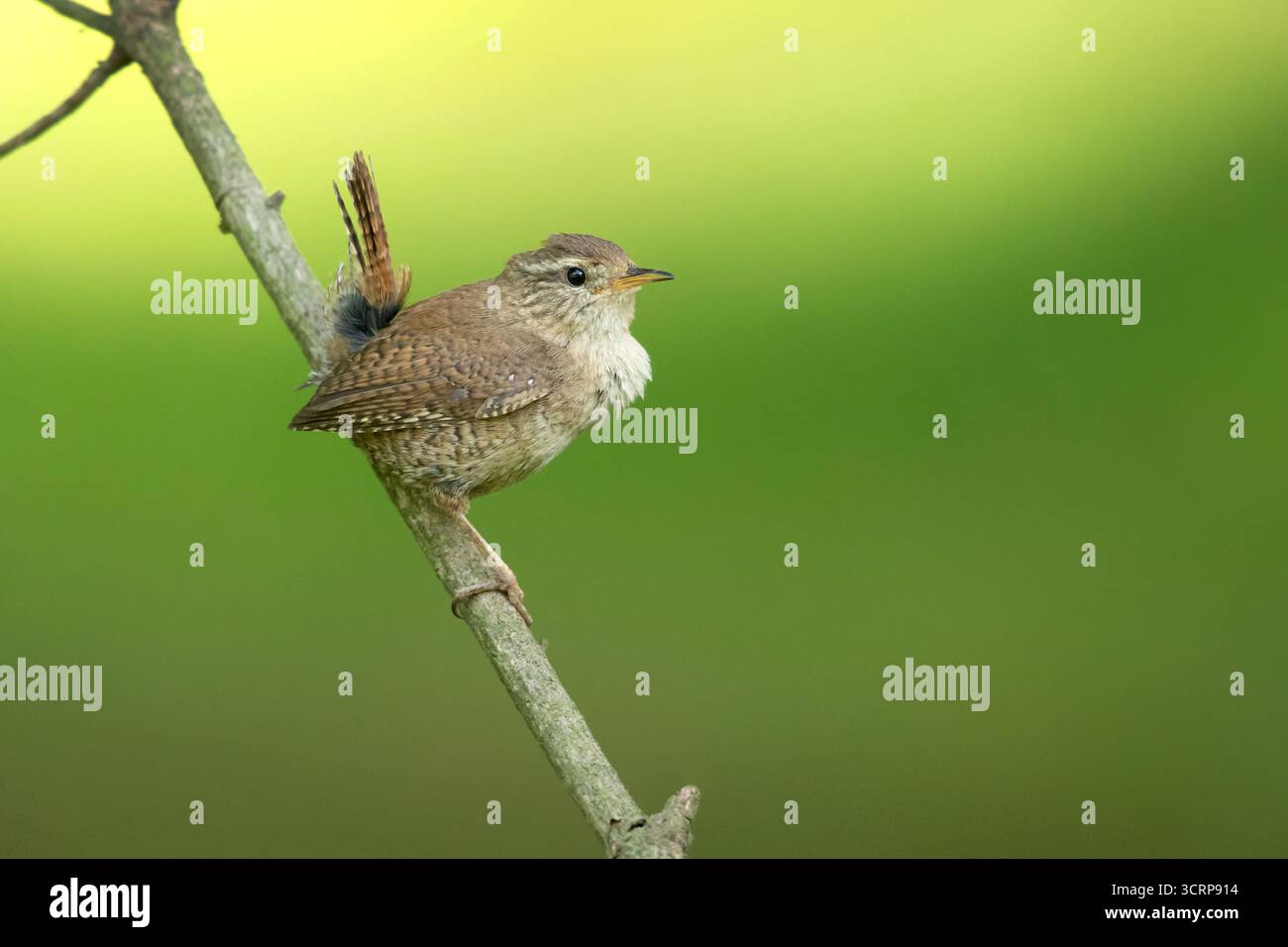 Der Eurasische Zaunkönig (Troglodytes troglodytes) oder nördlicher Zaunkönig ist ein sehr kleiner insektenfressender Vogel und das einzige Mitglied der Zaunkenfamilie, das im Alten Wo gefunden wird Stockfoto