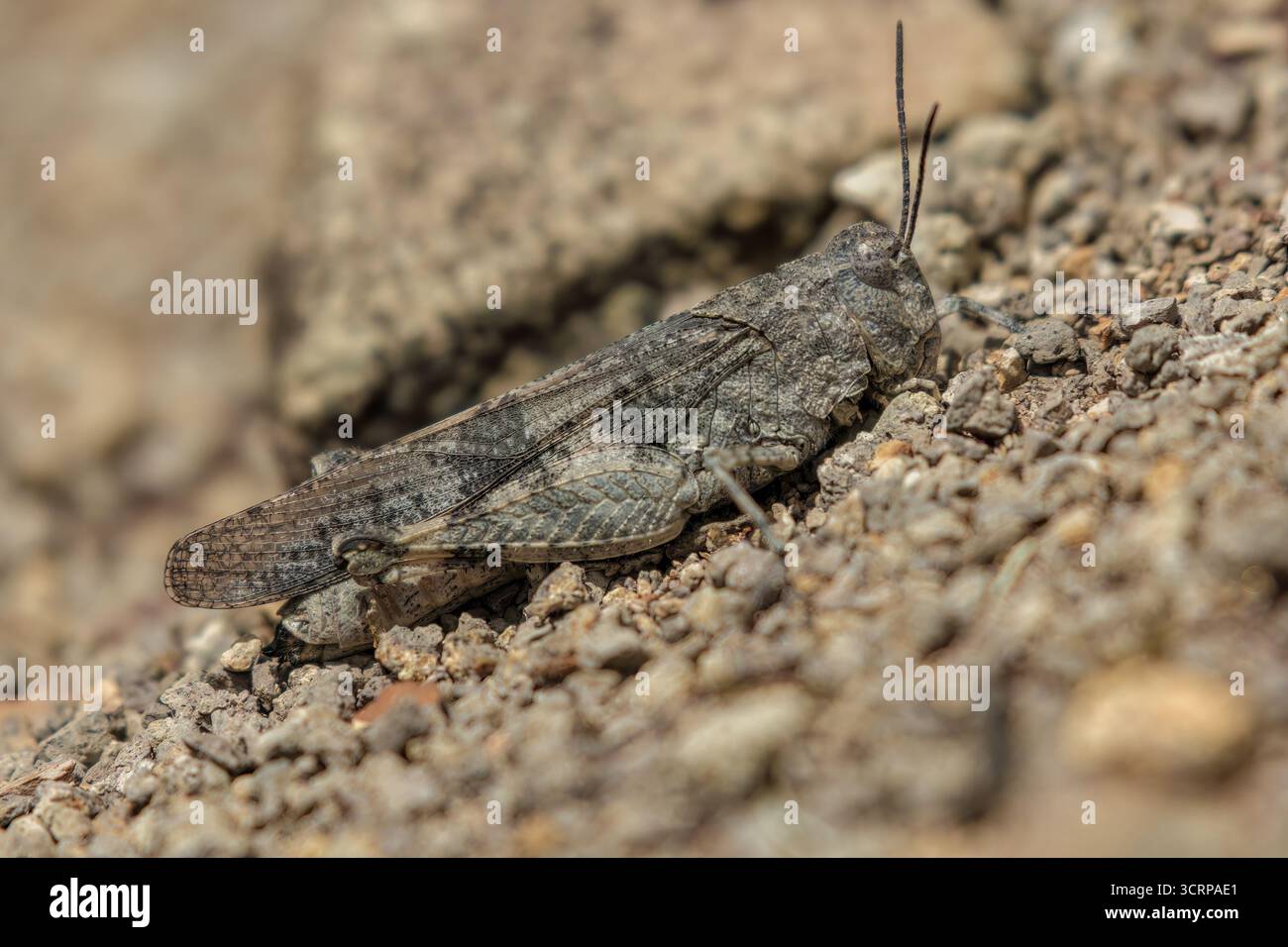 Ein gut getarnter Grashüpfer auf einem Kiesboden in einem Wald in den östlichen Andenbergen Zentral-Kolumbiens Stockfoto