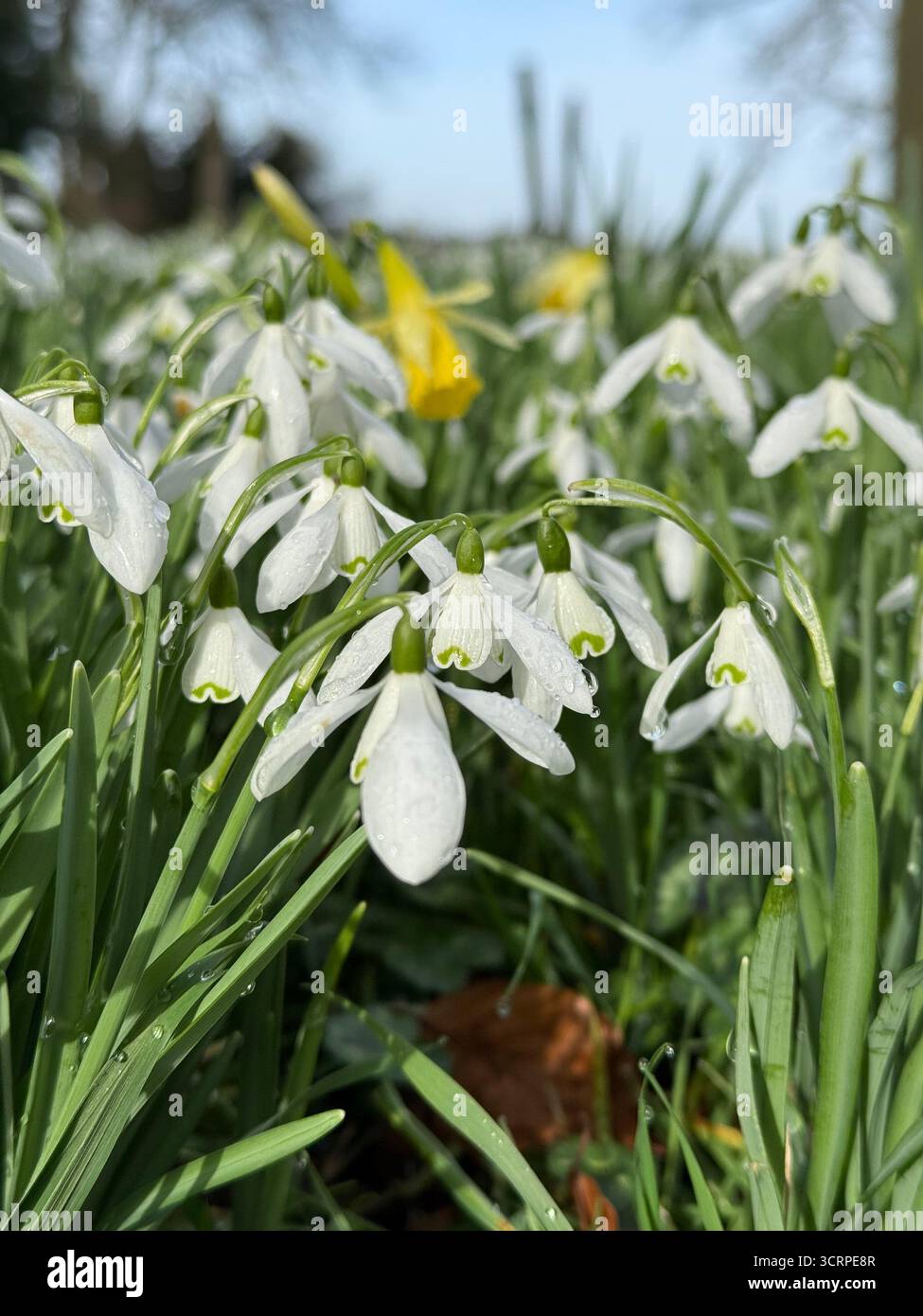 Eine Menge von Schneeglöckchen, die wild mit wilden Narzissen wachsen Stockfoto
