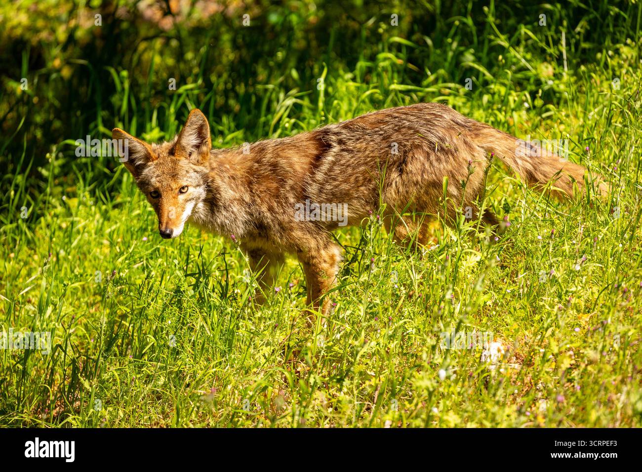 Ein Kojote steht auf einem Feld aus hohem grünem Gras, sein Fell ist eine Mischung aus Braun, Bräune und Schwarz, die sich mit der natürlichen Umgebung verschmilzt, wie er wahrscheinlich jagt Stockfoto