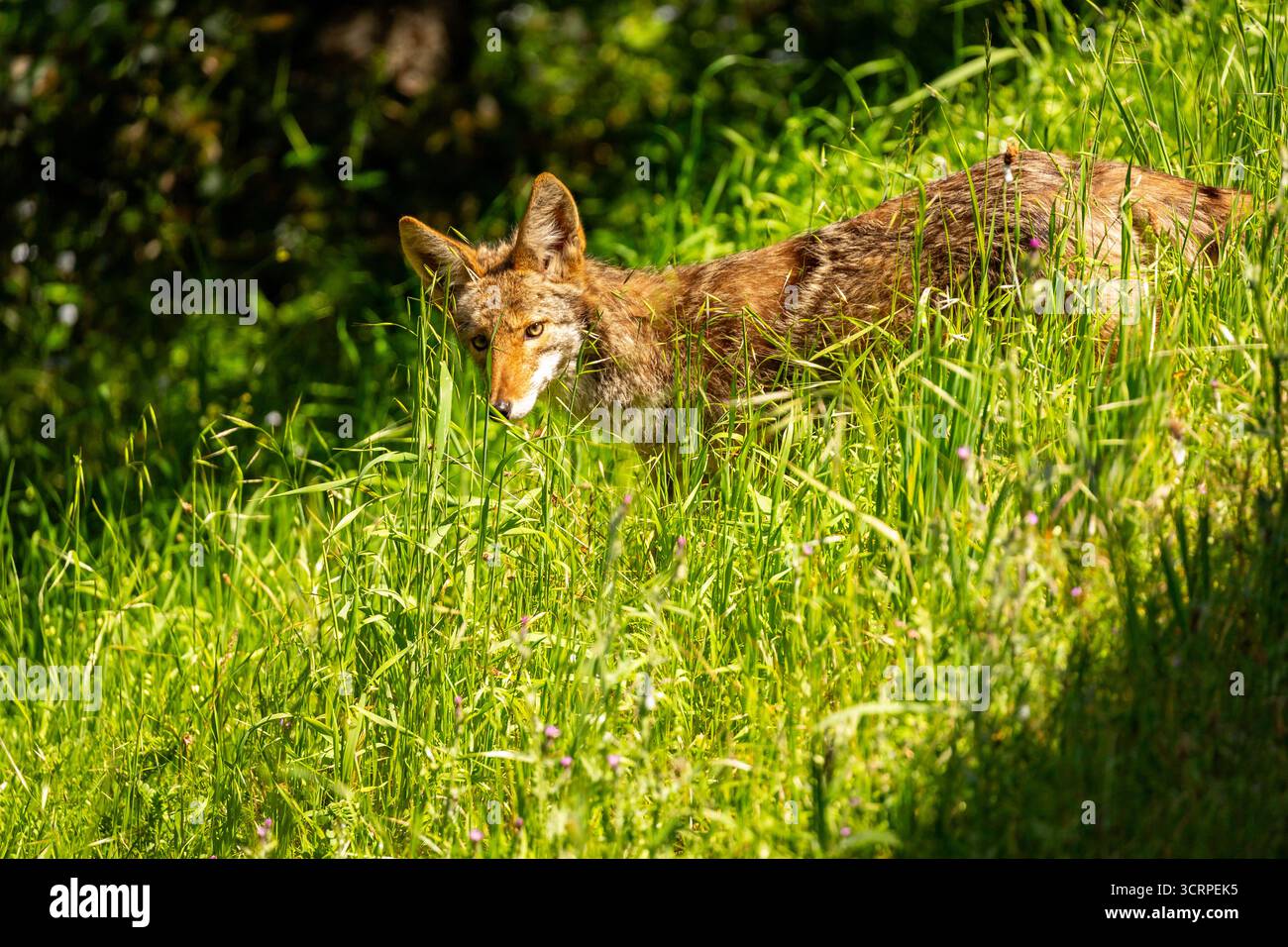Ein Kojote jagt auf einem Feld mit hohem Gras. Stockfoto