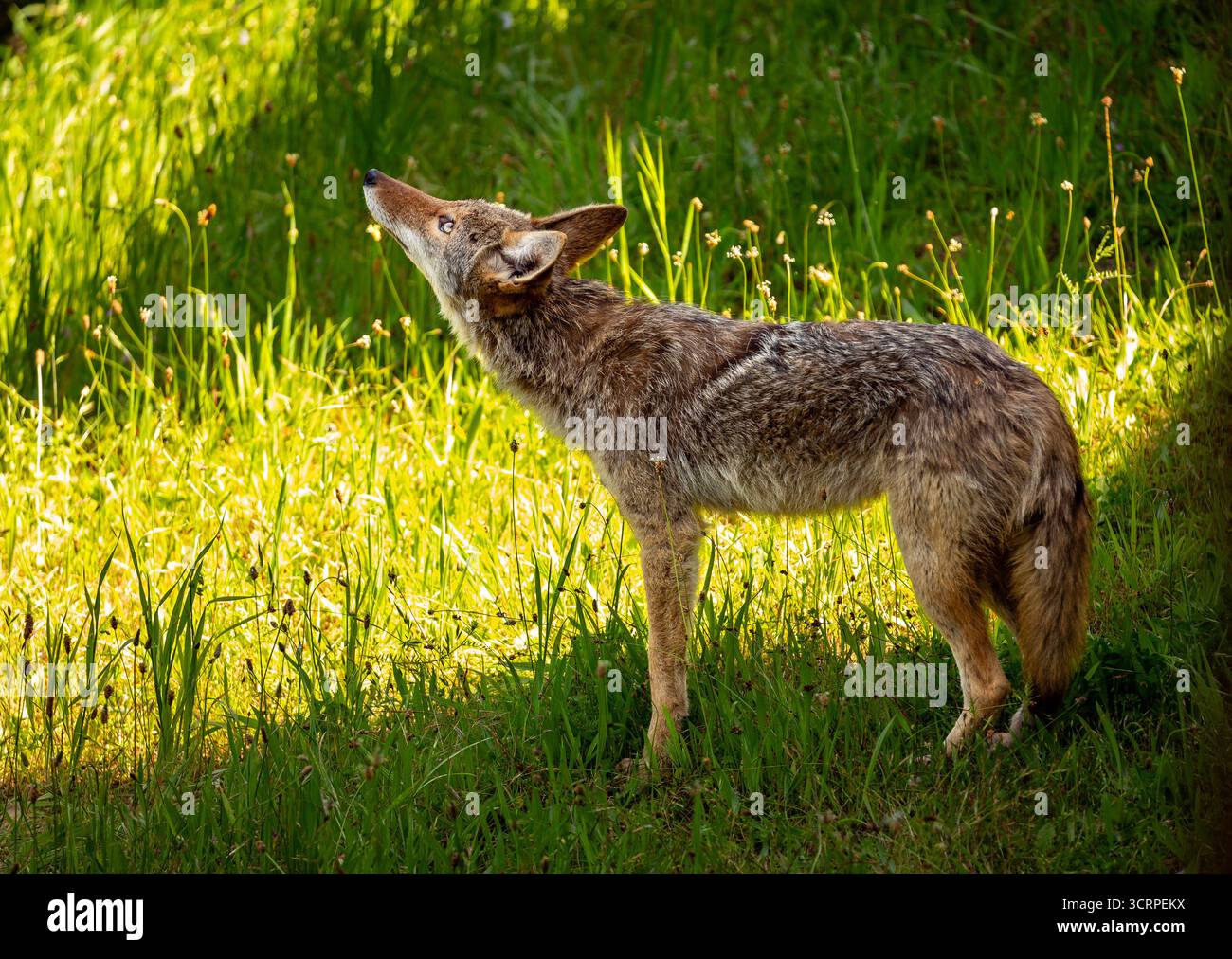 Ein Kojote steht auf einem grasbewachsenen Feld, blickt nach oben und hört vielleicht nach Beute oder anderen Tieren. Stockfoto