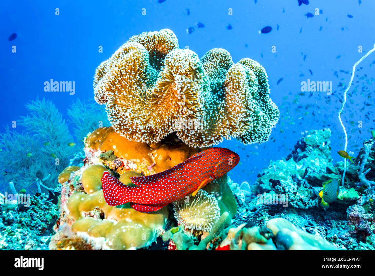 In der Nähe eines Korallenriffs liegt ein Korallenbarsch, der Schutz und Schutz im lebendigen Meeresökosystem sucht. Stockfoto