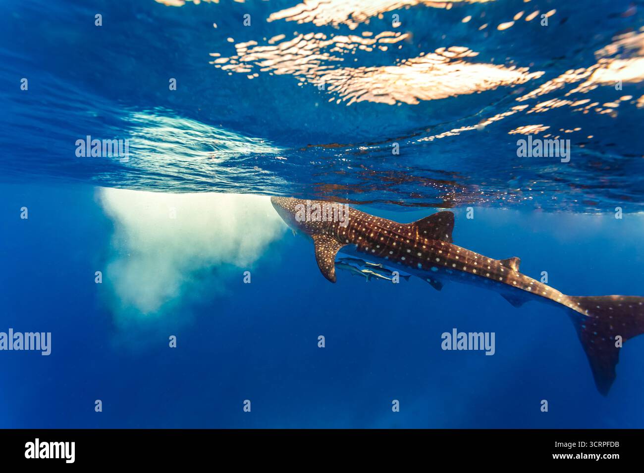 Eine Unterwasseraufnahme eines Walhais, der im Ozean schwimmt, mit Remorafischen an seinem Körper. Stockfoto