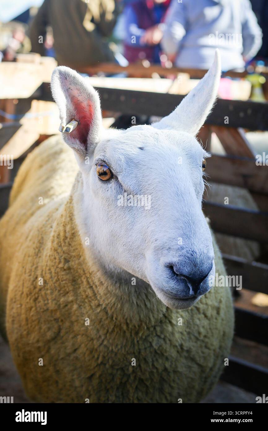 40. Masham Sheep Fair 2025, North Yorkshire, England, Vereinigtes Königreich Stockfoto