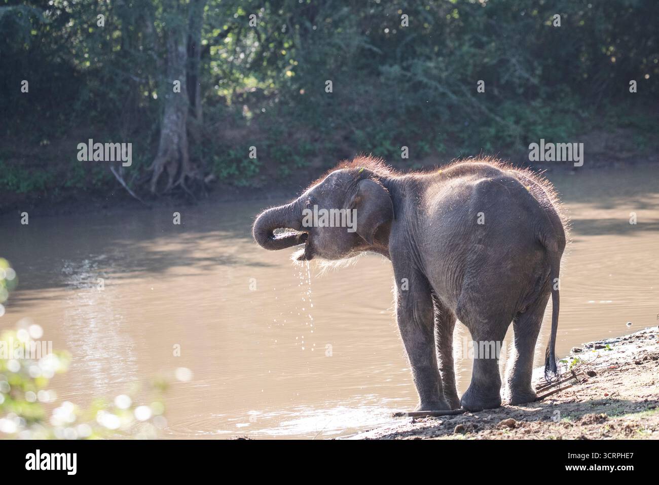 Ein Baby-Elefant trinkt Wasser aus einem schlammigen Bach. Stockfoto