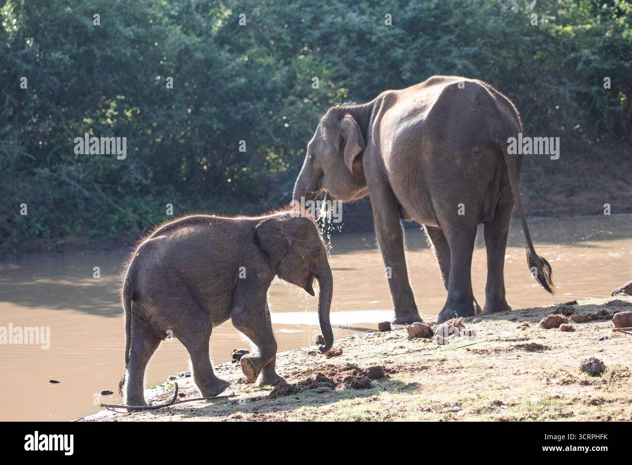 Ein Elefant und ihr junges Kalb trinken aus einem flachen Bach im Dschungel. Stockfoto