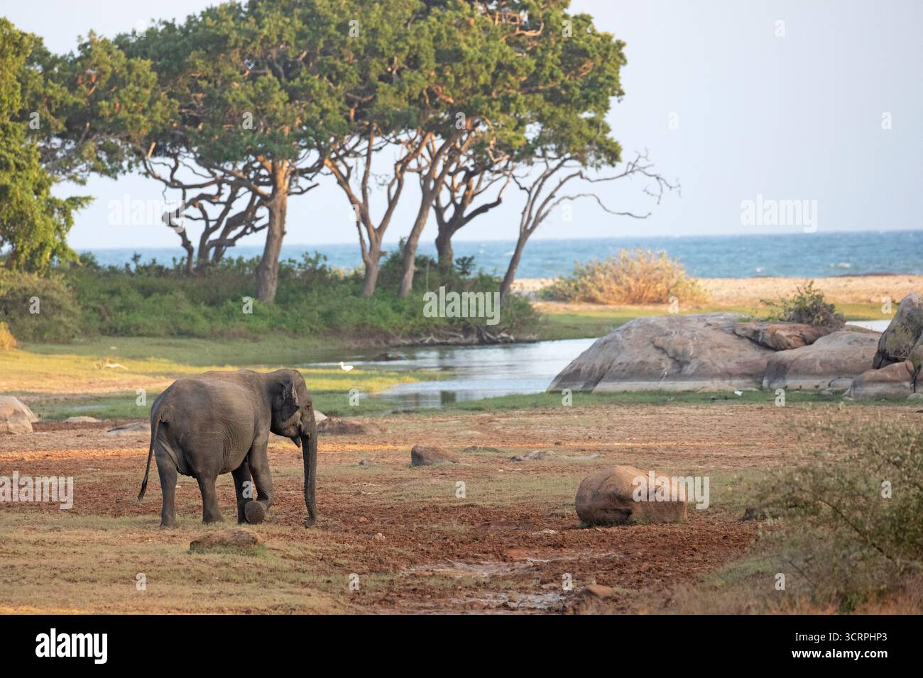 Ein Elefant spaziert bei Sonnenuntergang durch eine malerische Lichtung im Yala-Nationalpark. Stockfoto