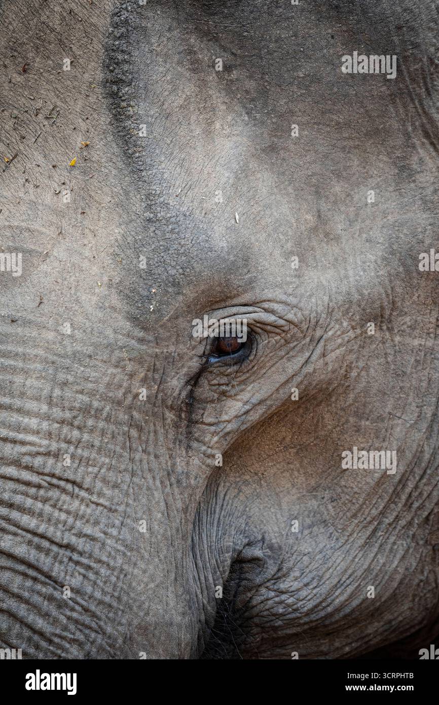 Nahaufnahme Porträt des Gesichts eines Sri-lankischen Elefanten. Stockfoto