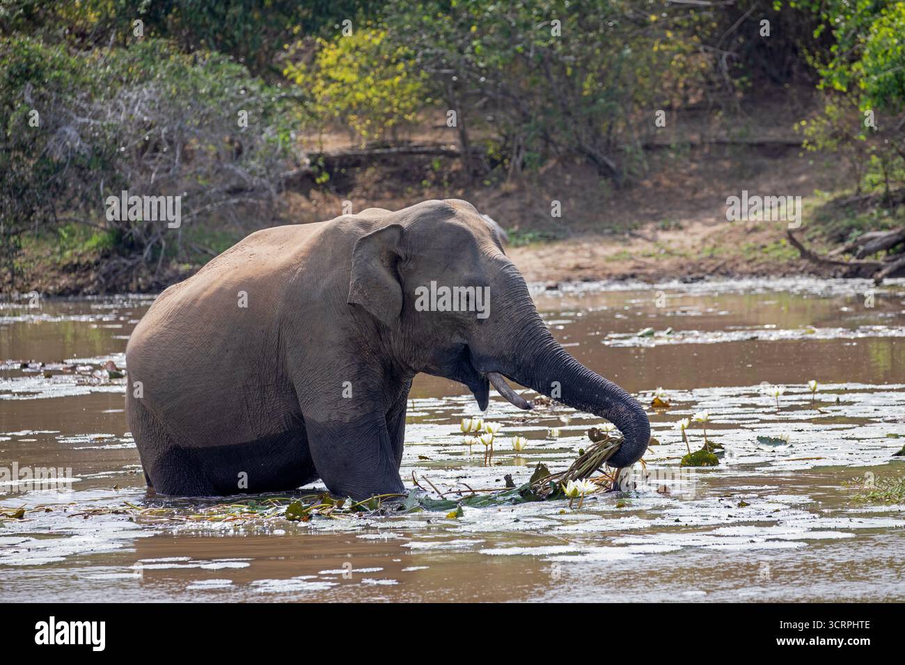 Ein Sri-lankischer Elefant wühlt durch einen schlammigen See und sucht nach essbarem Unkraut. Stockfoto