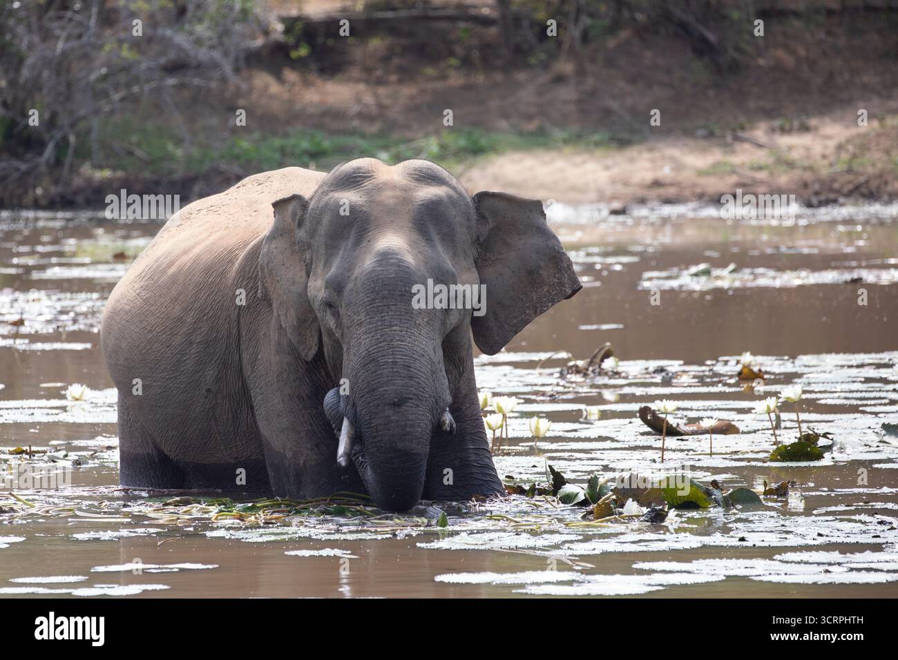 Ein Sri-lankischer Elefant wühlt durch einen schlammigen See und sucht nach essbarem Unkraut. Stockfoto