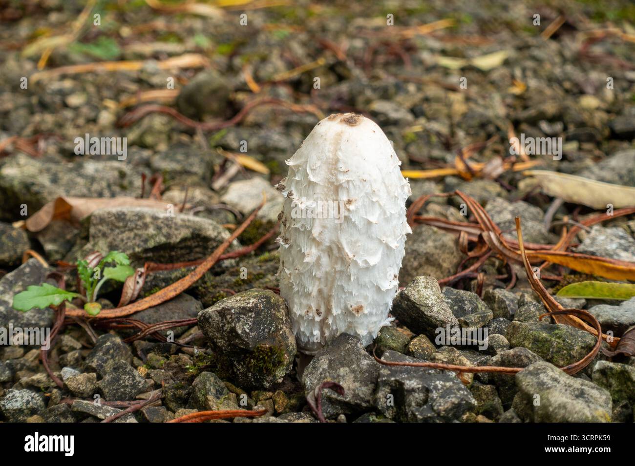 Shaggy Inkcap (Coprinus comatus), auch bekannt als Anwaltsperücke oder Shaggy Mane Stockfoto