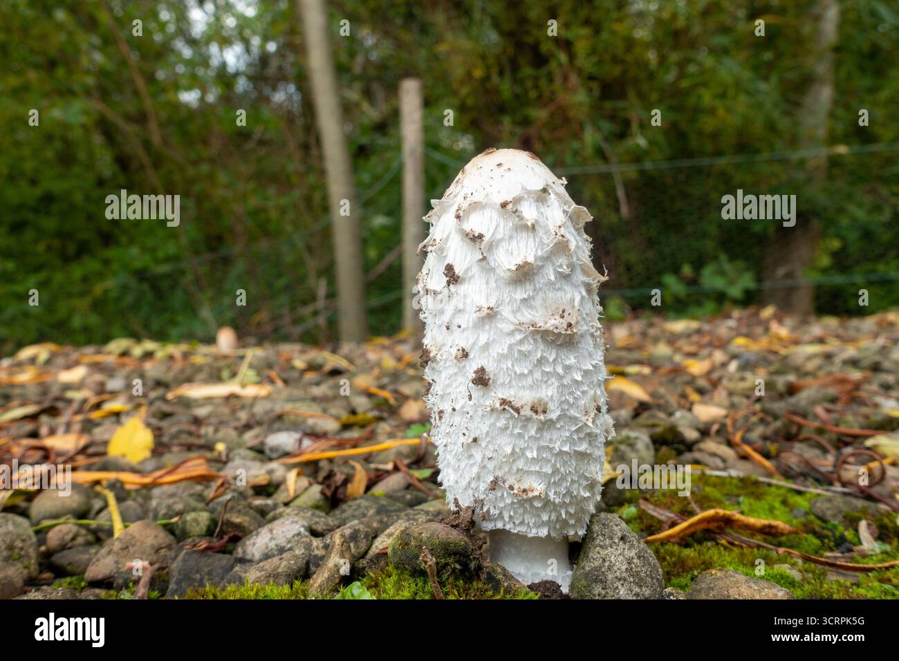 Shaggy Inkcap (Coprinus comatus), auch bekannt als Anwaltsperücke oder Shaggy Mane Stockfoto