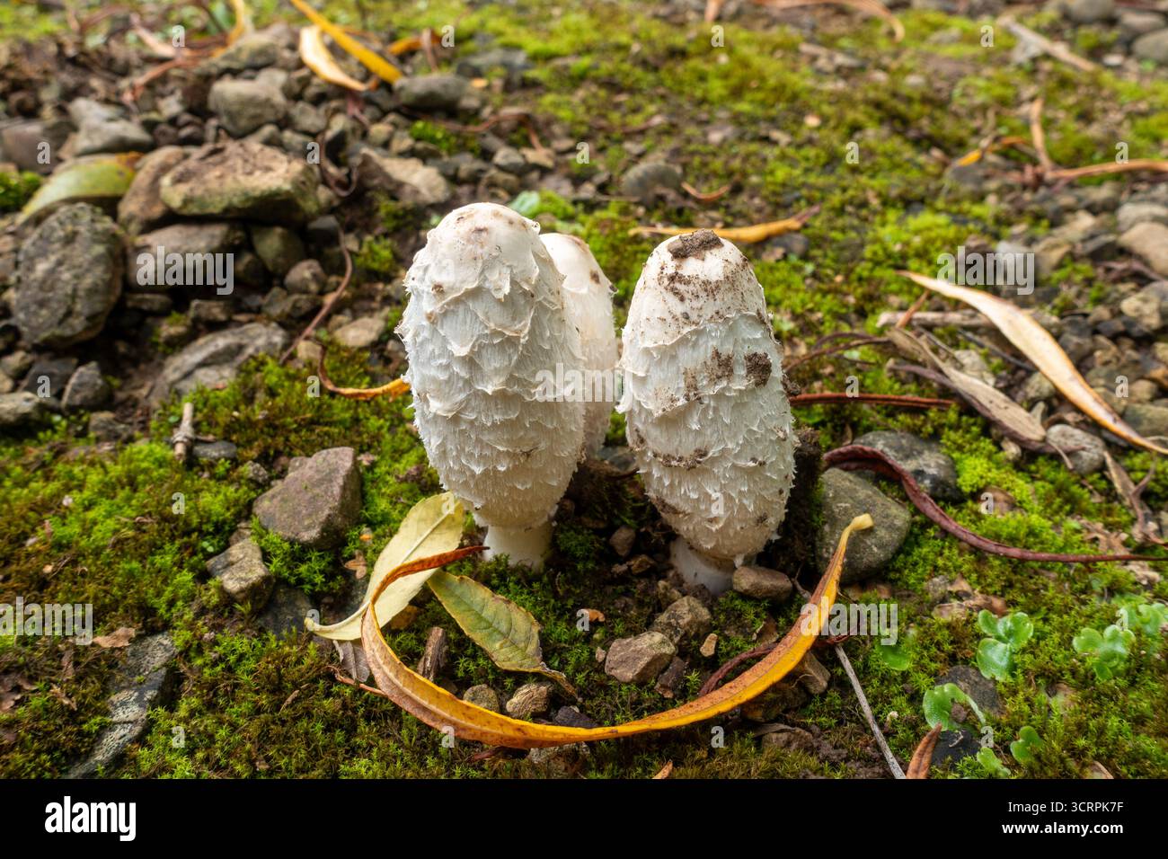 Shaggy Inkcap (Coprinus comatus), auch bekannt als Anwaltsperücke oder Shaggy Mane Stockfoto