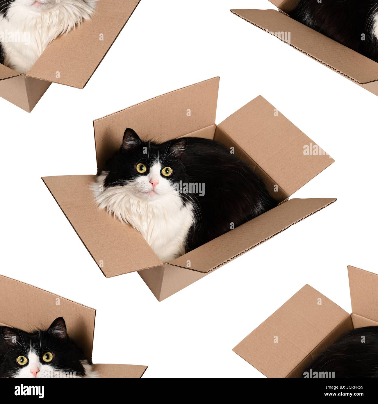 Nahtloses Muster mit niedlicher schwarz-weißer Katze, die in einem Karton liegt. Cooles Design zum Einpacken von Papier, Tapeten, Hintergründen, Karten. Stockfoto