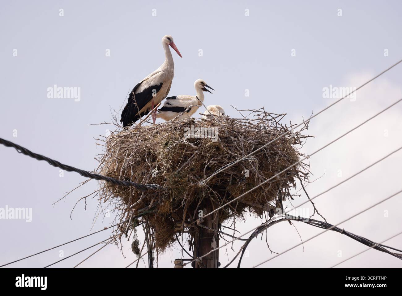 Weißstorch - Ciconia ciconia auf Nest mit Jungen Stockfoto