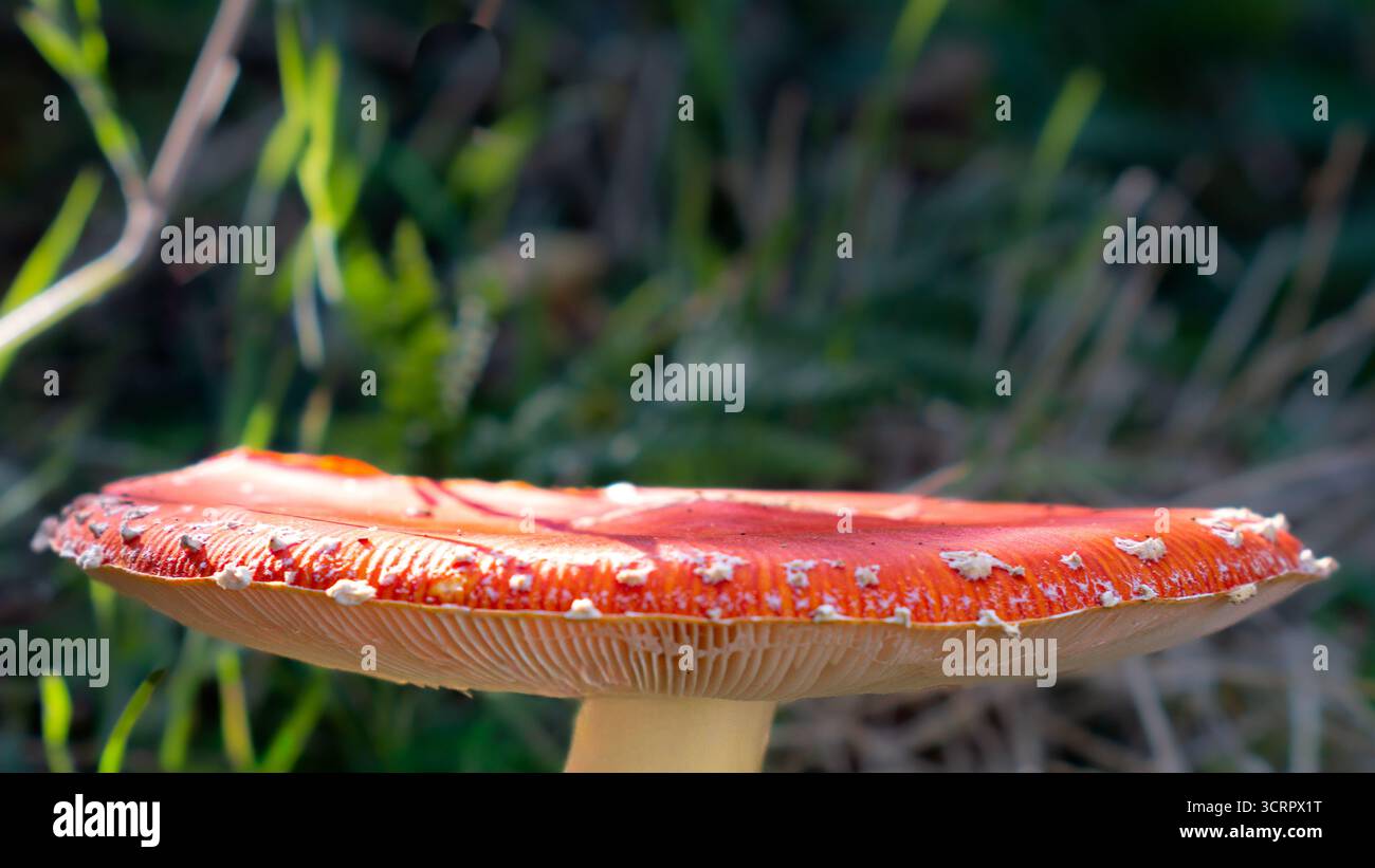 Nahaufnahme einer im Herbst im Wald wachsenden roten Giftfliegen-Agarpilzmütze mit weißen Flecken. Stockfoto