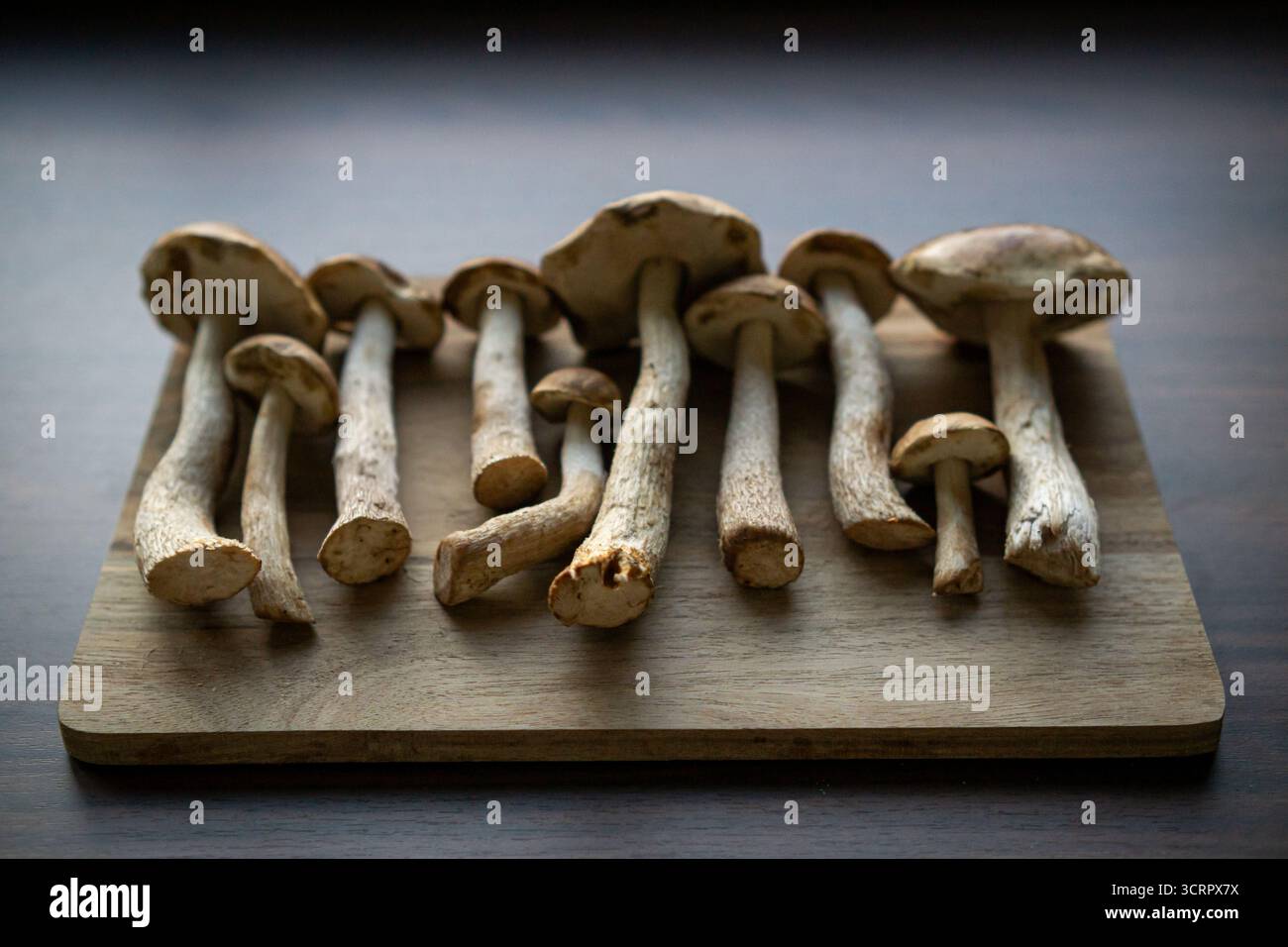 Eine Reihe wilder Pilze auf einem Holzschneidebrett in sanftem Innenlicht, rustikalem Küchen-Stillleben. Stockfoto