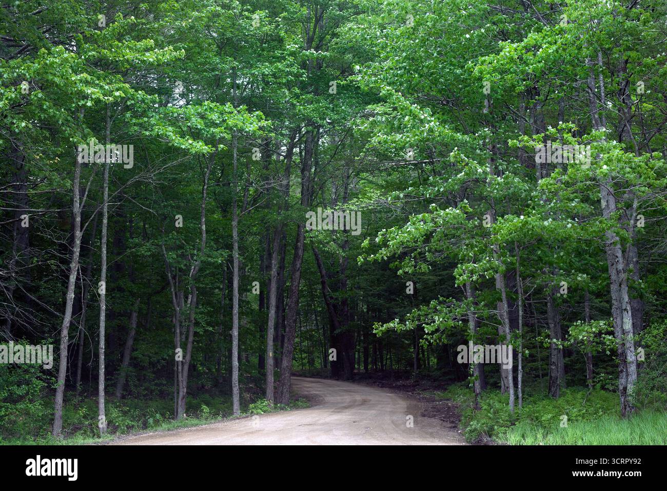 Die Landstraße schlängelt sich durch Wälder Stockfoto