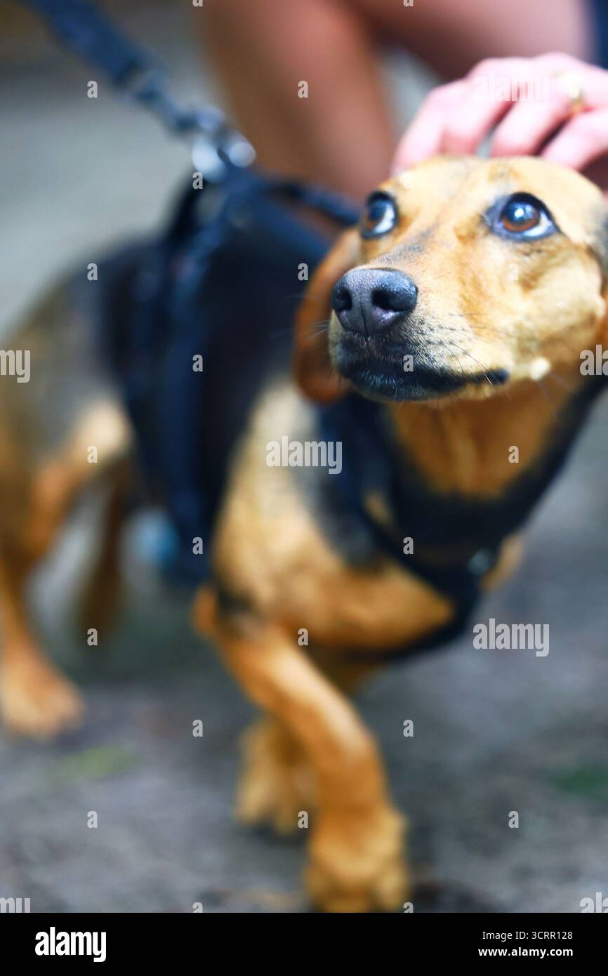 Süßer Dachshund, der gestreichelt wird und neugierig aufblickt Stockfoto
