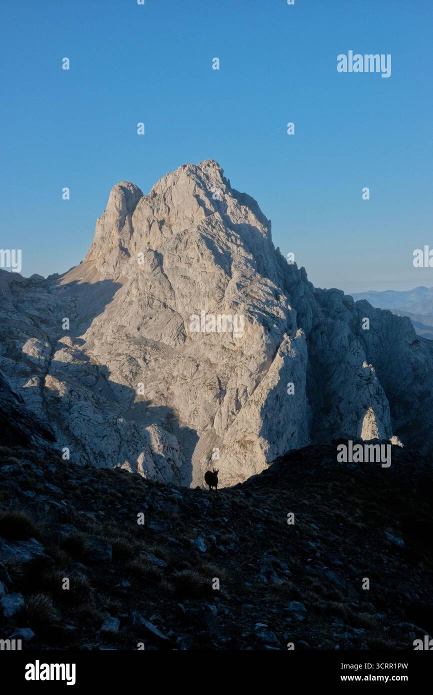 Rebeco (kantabrische Gämse) spielte sich gegen Torre Friero im Nationalpark Picos de Europa, Kantabrien, Spanien Stockfoto