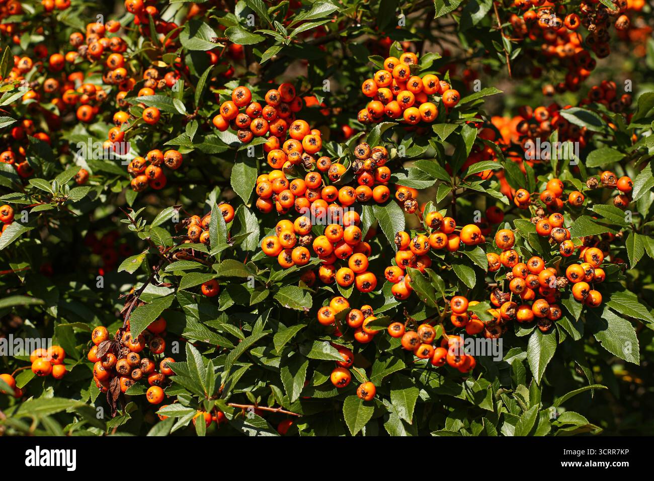 Blick aus der Nähe auf den Pyracantha coccinea-Busch mit hellen orangen Beeren und grünen Blättern. Herbstgartenpflanze voller Früchte. Natürlicher Hintergrund. Stockfoto