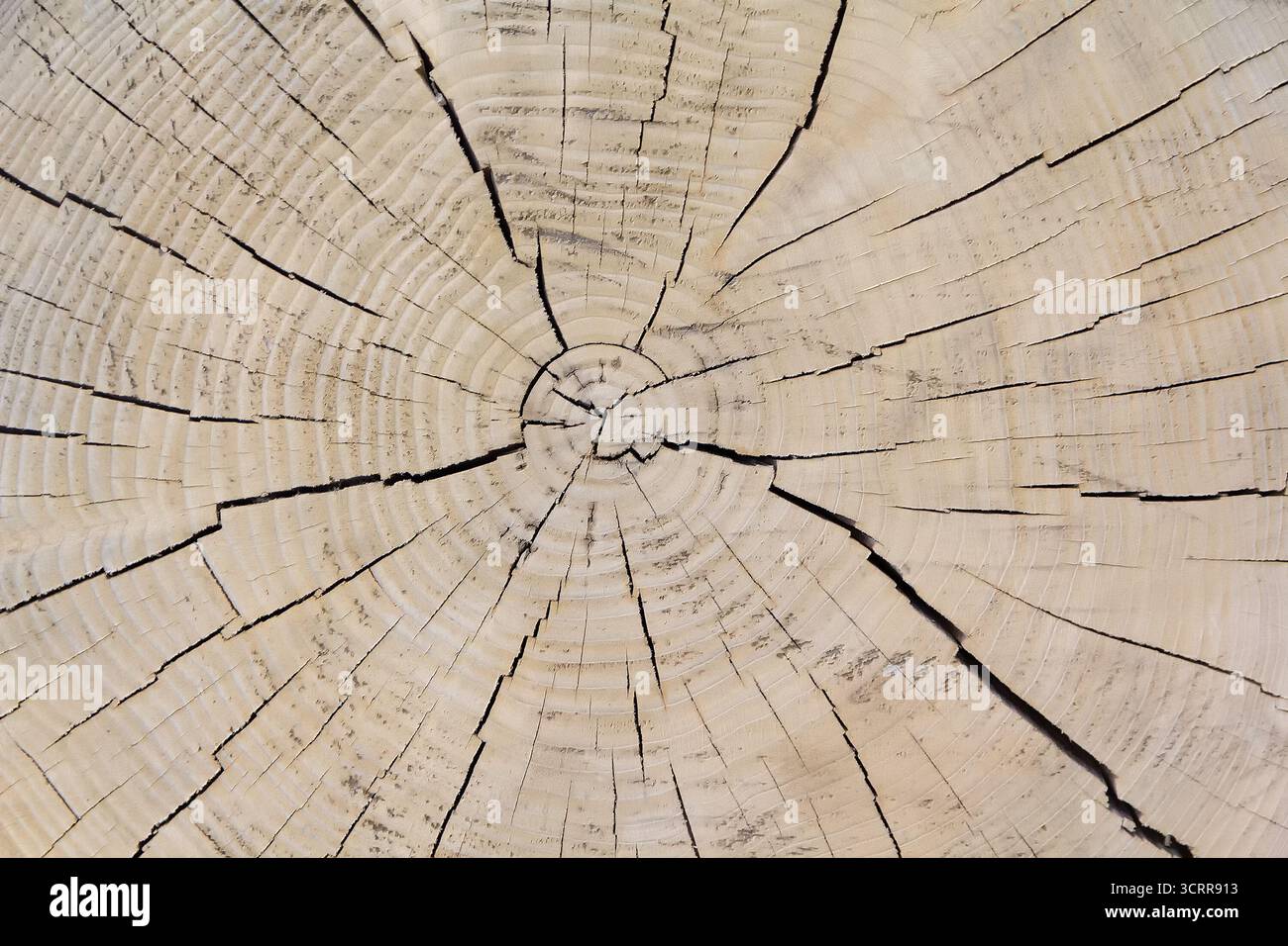 Alter verwitterter Riss-Baumstamm-Querschnitt-Hintergrund. Textur der Wachstumsringe eines Baumes Stockfoto