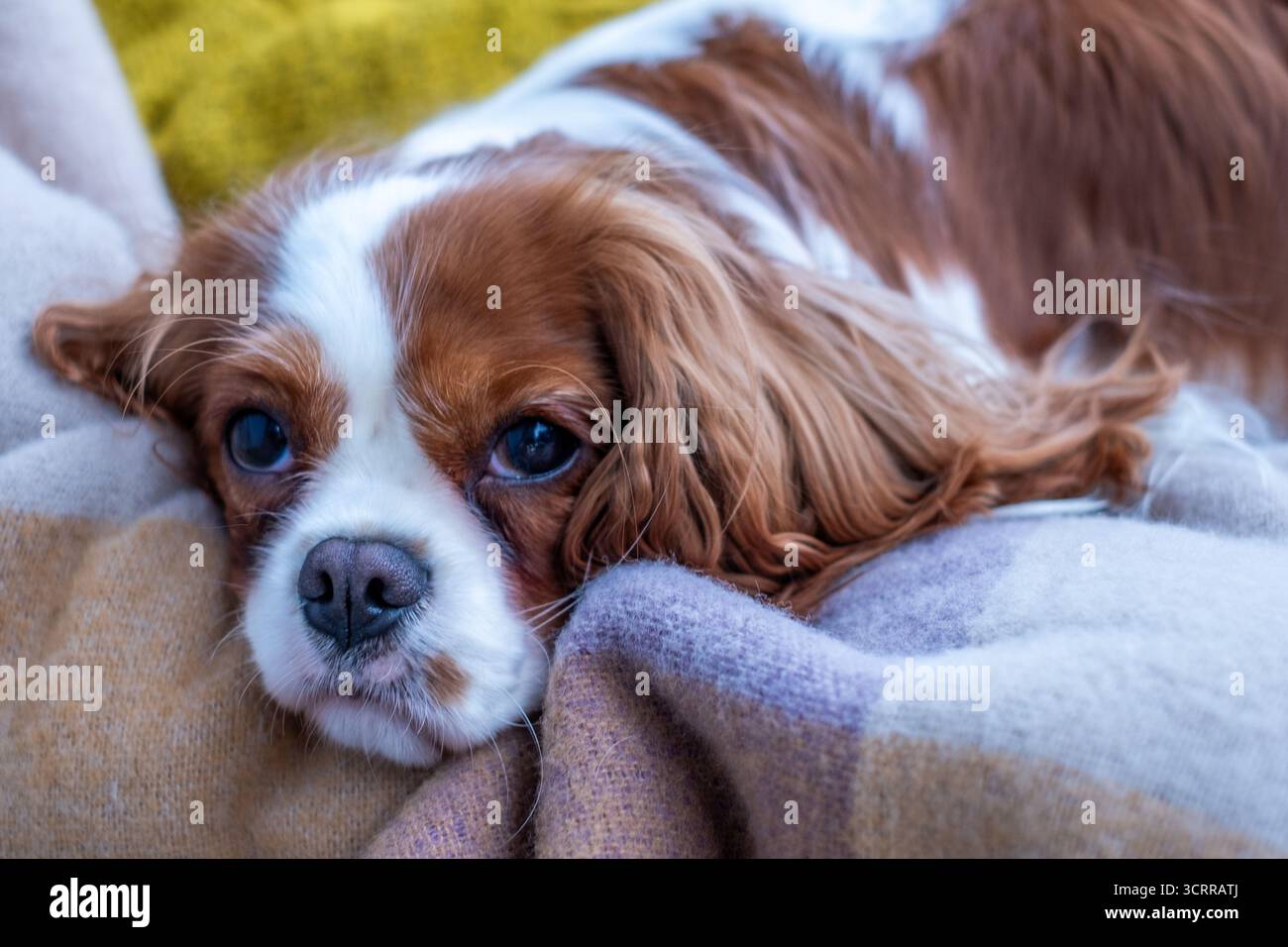 Cavalier King Charles Spaniel liegt bequem auf einer weichen Decke und genießt das gemütliche Ambiente der herbstlichen Farben auf dem Balkon, das Wärme und Wärme ausstrahlt Stockfoto