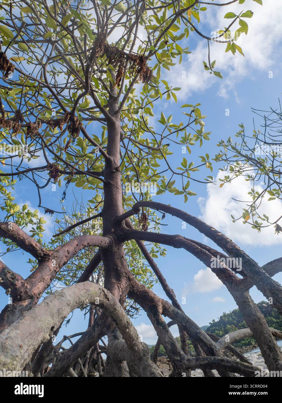 Rote Mangrovenpflanzen (rhizophora mucronata) und ihre Wurzeln bei Ebbe, Insel Curieuse, Seychellen Stockfoto