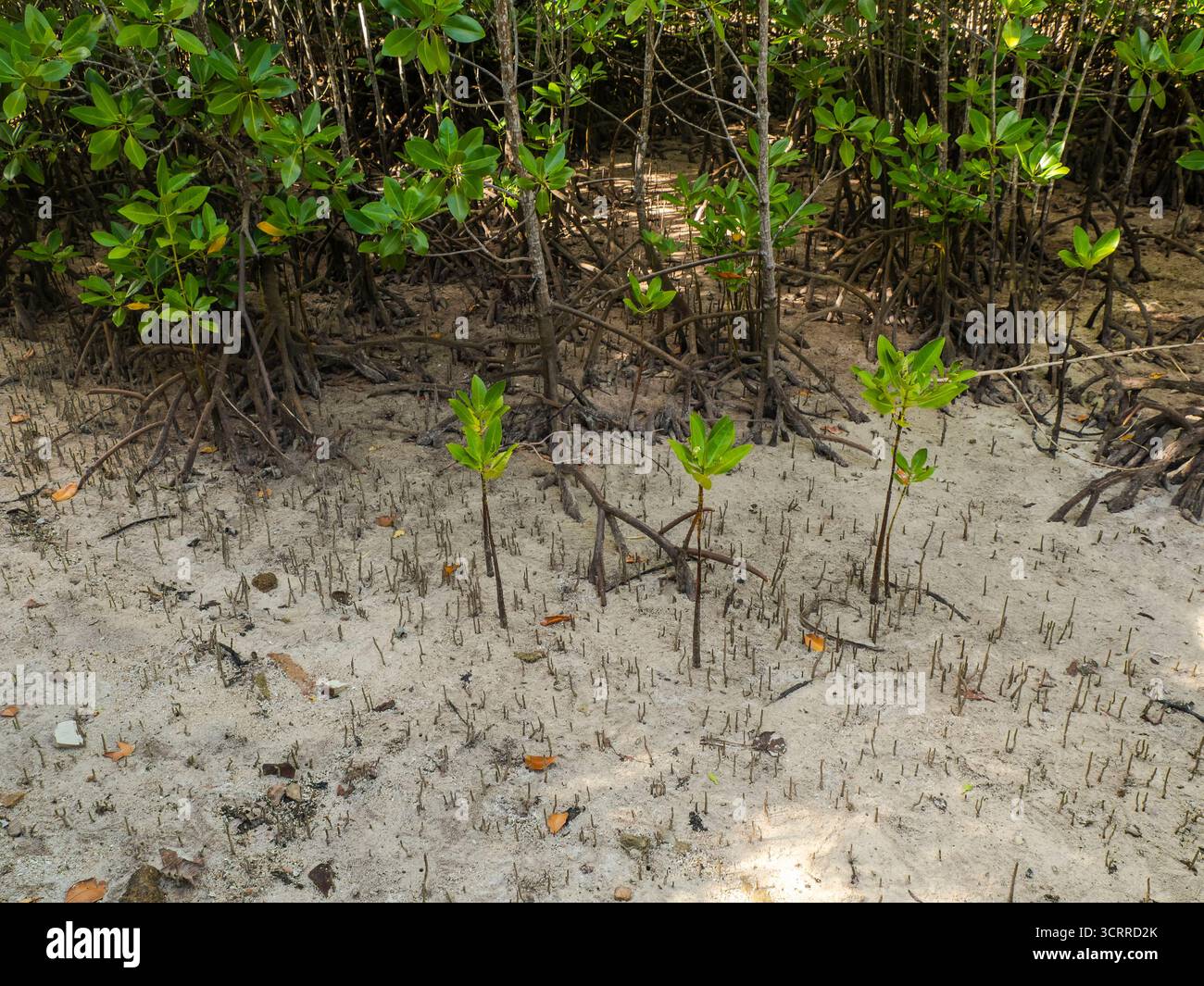 Rote Mangrovenpflanzen (rhizophora mucronata) und ihre Wurzeln bei Ebbe, Insel Curieuse, Seychellen Stockfoto