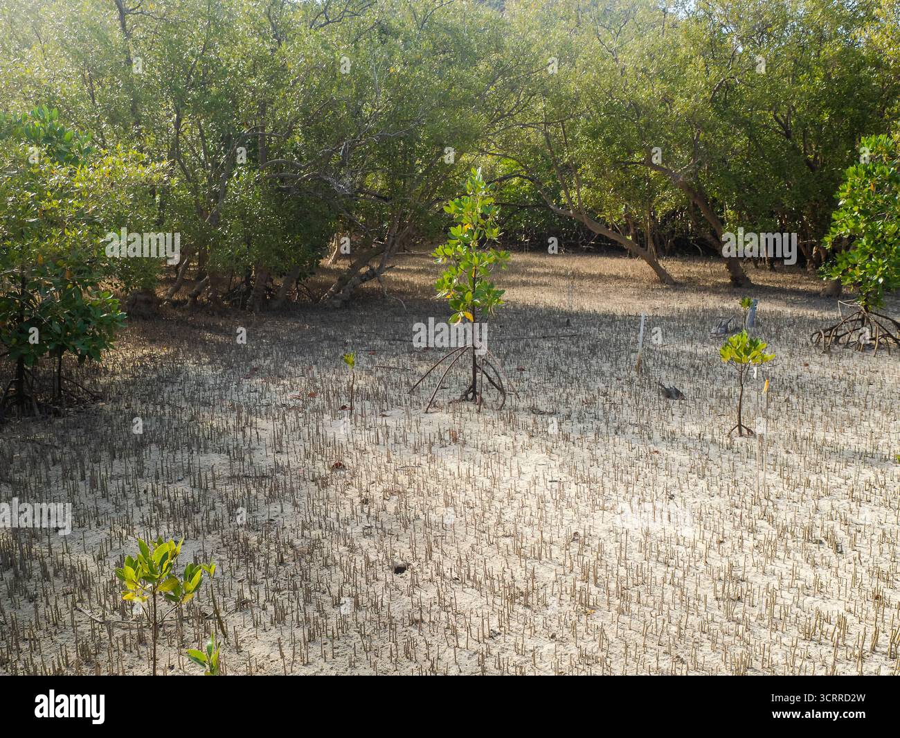 Rote Mangrovenpflanzen (rhizophora mucronata) und ihre Wurzeln bei Ebbe, Insel Curieuse, Seychellen Stockfoto
