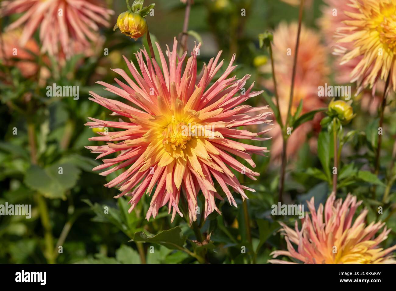 Villers-lès-Nancy, Frankreich - Blick auf die Blume einer Dahlie im Botanischen Garten Jean-Marie Pelt. Stockfoto
