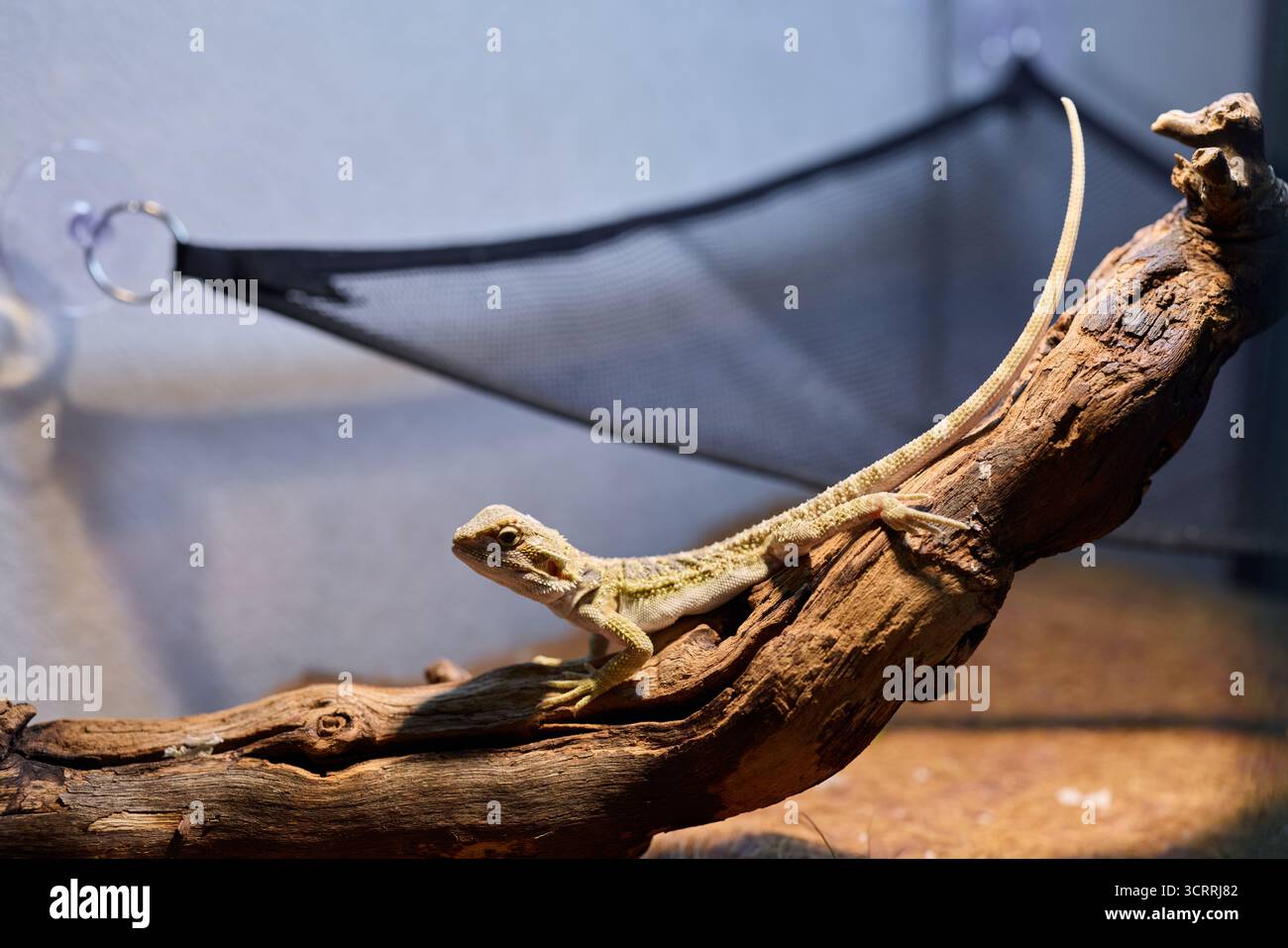 Eine Echse, die bequem auf einem Zweig in einem wunderschön gestalteten Terrariengehäuse liegt Stockfoto