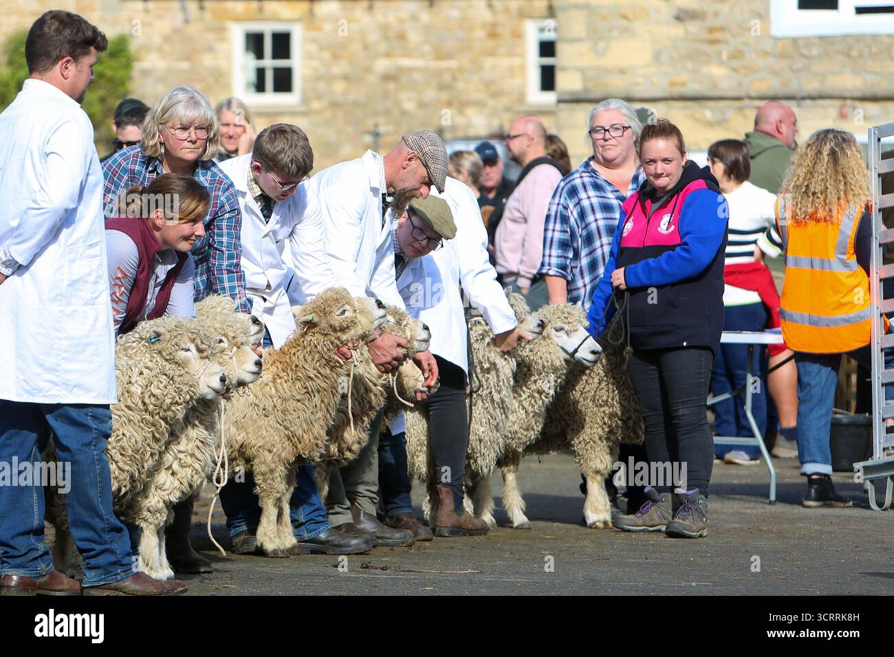 40. Masham Sheep Fair 2025, North Yorkshire, England, Vereinigtes Königreich Stockfoto
