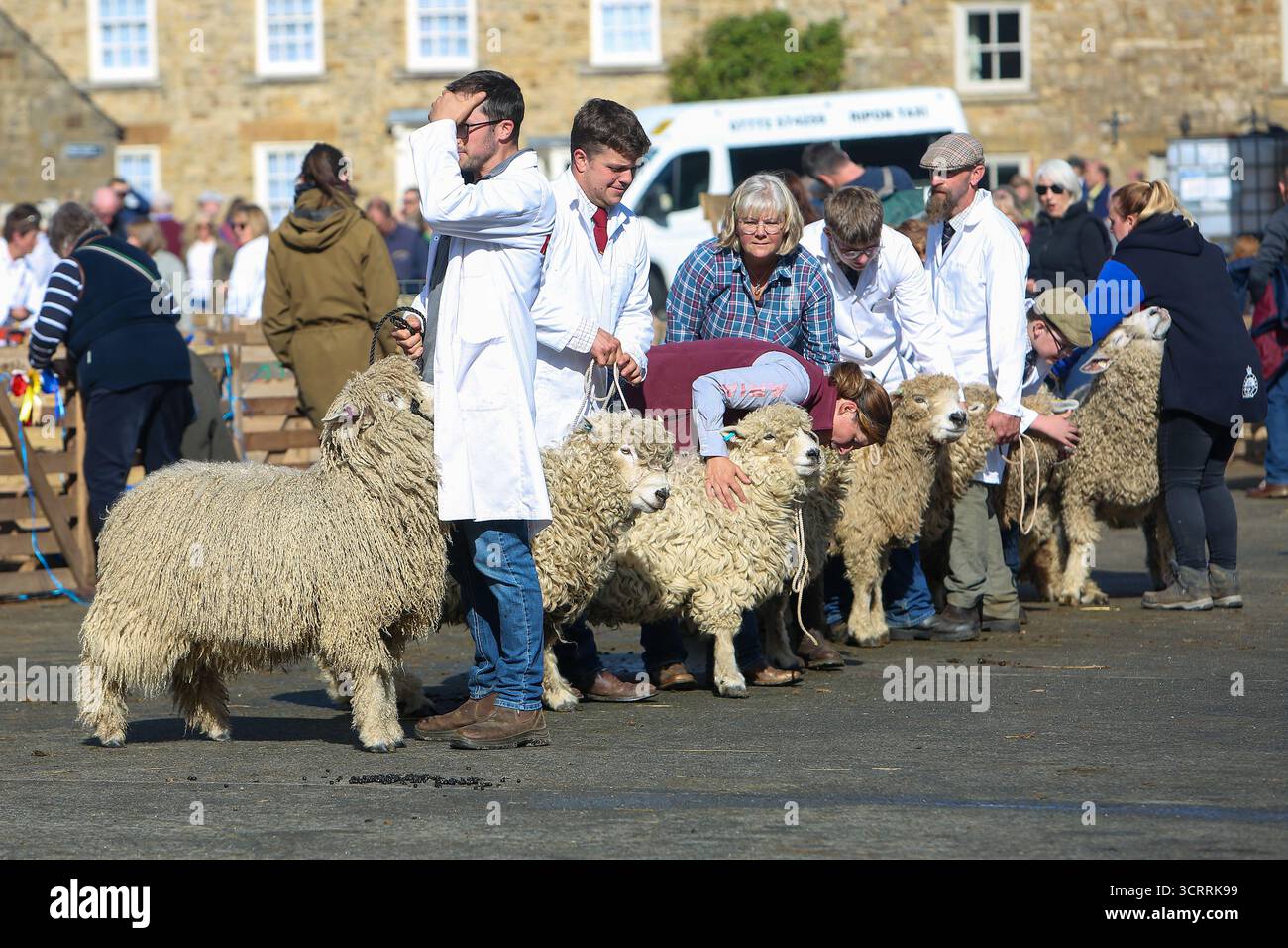 40. Masham Sheep Fair 2025, North Yorkshire, England, Vereinigtes Königreich Stockfoto