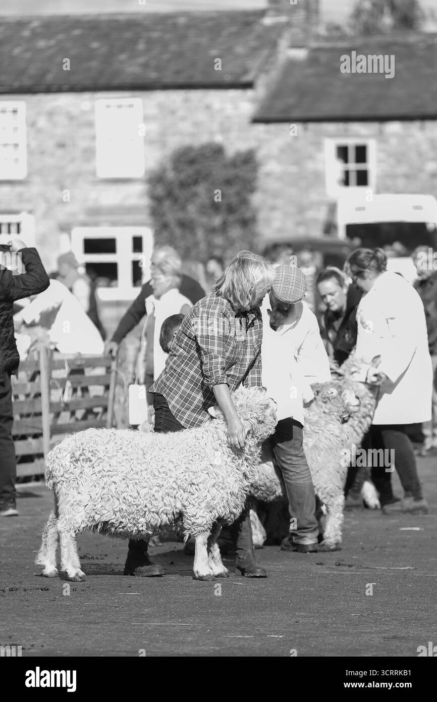 40. Masham Sheep Fair 2025, North Yorkshire, England, Vereinigtes Königreich Stockfoto