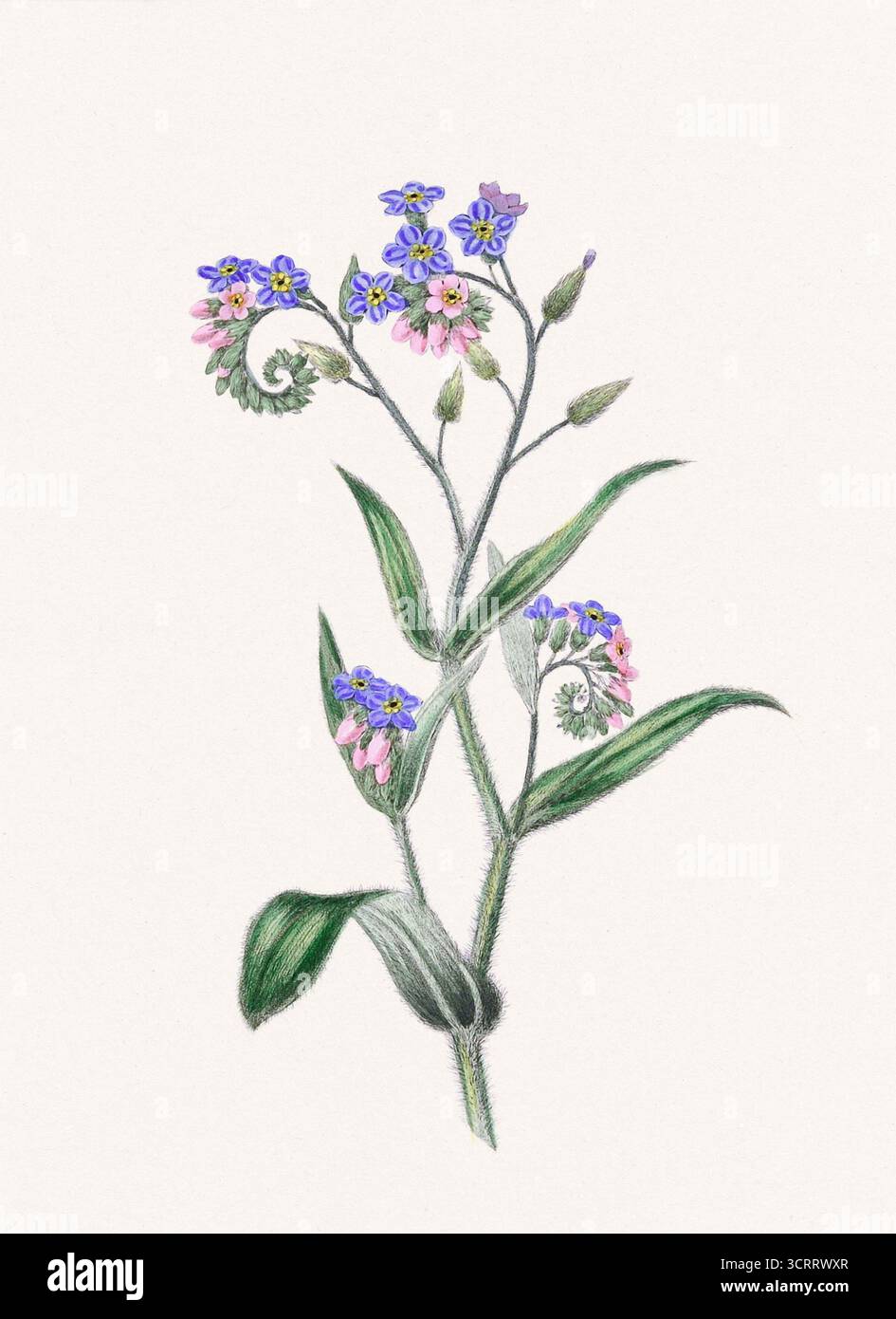 Vintage Blume Illustration, detaillierte Blumenteller aus einem botanischen Buch, das 1849 in London veröffentlicht wurde. Stockfoto